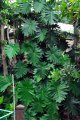 PHILODENDRON burgondy. Araceae